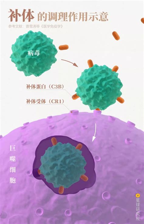 我们进入细胞，一窥其真容，见证病毒入侵的过程_蛋白
