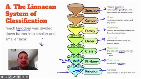 Image result for Linnaean Hierarchy Explained