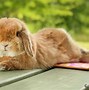 Image result for Cute Mini Lop Bunny