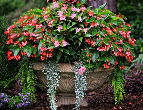 Do Trailing Begonias Like Sun Or Shade at Frank Hansen blog