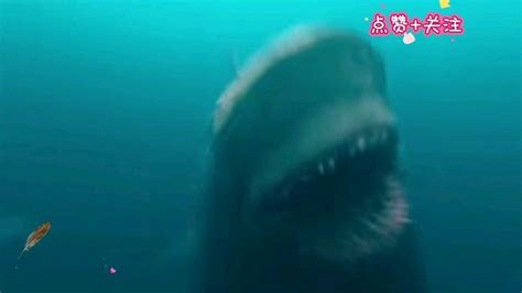鲨鱼的电影排行榜_鲨鱼 鲨鱼电影(2)_中国排行网