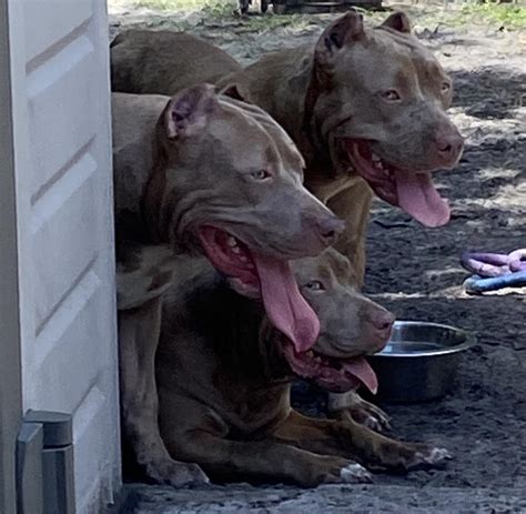 Kelly Carter (@heavyw8ightbully) • Instagram photos and videos