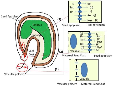 Seed Development 的图像结果