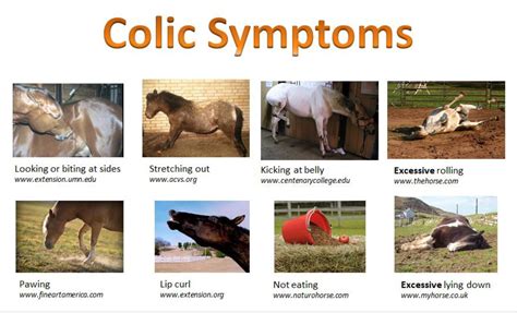 Colic Horse