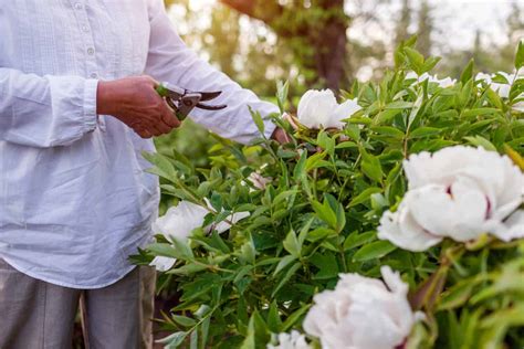 Should You Deadhead Peonies or Leave Them Be?