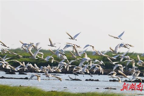 守护候鸟迁飞通道 需要全球携手合作--湖北省野生动植物保护总站