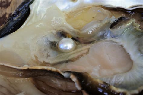 How Does Oyster Produce Pearl at Numbers Mcleod blog