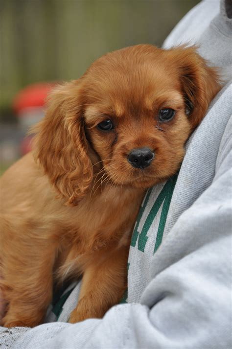 Ruby Cavalier Puppy | King charles cavalier spaniel puppy, Ruby ...