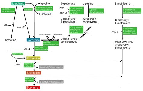 Unique Chemistry, Intake, and Metabolism of Polyamines in the Central ...