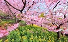 Cherry Blossom Background by Cherry Blossom Wallpapers Wallpaper Cave Cherry Blossom Background