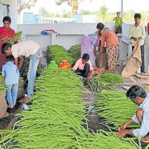 VibeX ® LXI-208 Fresh Moringa Oleifera Tree Seed Price in India - Buy ...