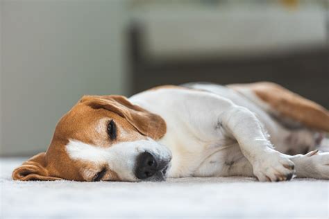Giardia Symptoms in Dogs - PetFitness Blog