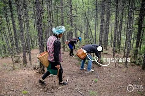 实拍农村小伙上山捡野生菌，用手碰一下菌子就变绿了 【欢子TV】 - YouTube