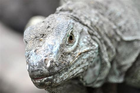 Physical Characteristics Of The Komodo Dragon: A Closer Look