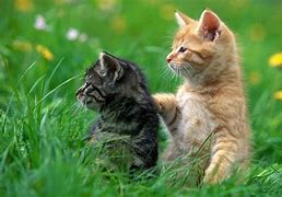 Image result for Cute Animals Wallpaper 4K