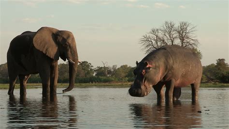 Elephant Vs Hippo