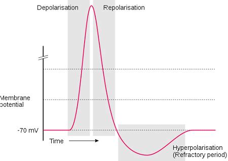 Action Potential Graph 的图像结果