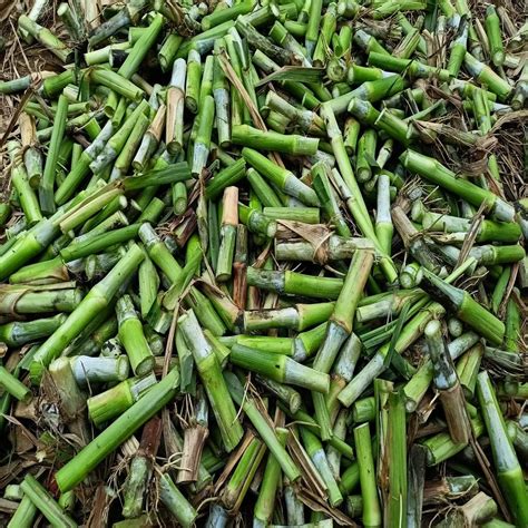 Hybrid Super Napier Grass Sticks | Pack of 50 Green Napier Sticks ...