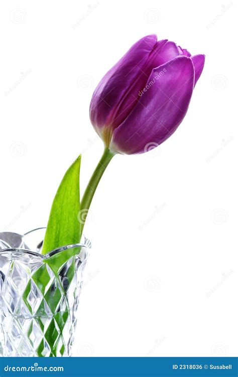 Purple Tulip in vase stock photo. Image of closeup, glass - 2318036