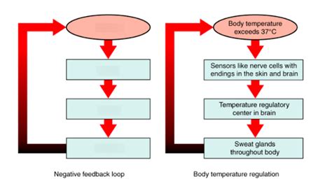 Image result for Negative Feedback Chart
