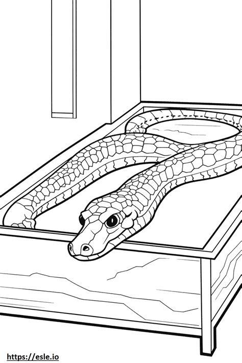 Image result for Carpet Python Collections