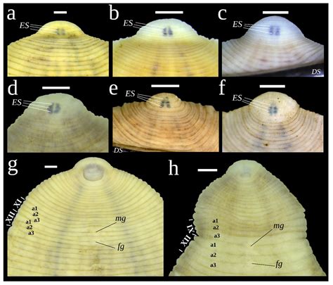 Taxonomy and Melanism Patterns of Freshwater Leeches in the Genus Glossiphonia (Hirudinea ...