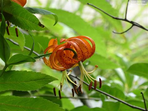 Turk's Cap Lily - Lilium superbum — Native Plant Scapes