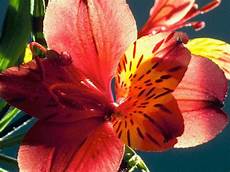 sfondi fiore sfondi per desktop fiori sfondi fiore sfondi per desktop fiori