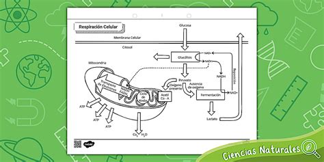 Ciencias | Respiración Celular | Currículum | Unidad 1