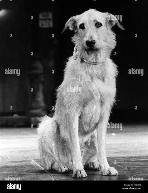 Dog annie hi-res stock photography and images - Alamy
