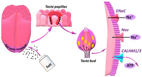 Initiatives to Reduce the Content of Sodium in Food Products and Meals ...