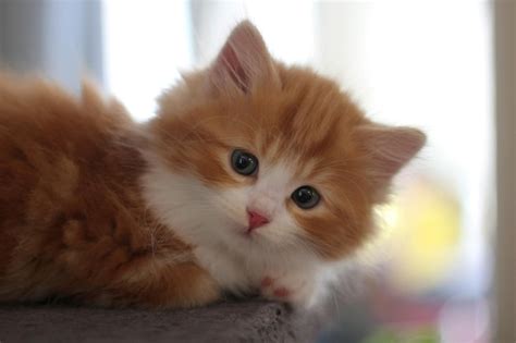 Image result for Cat Using Computer Meme