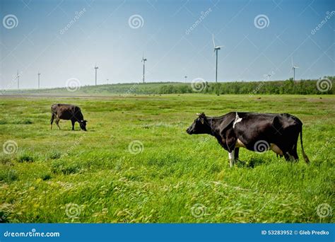 Cows on the Field with Wind Turbines Stock Photo - Image of meadow ...
