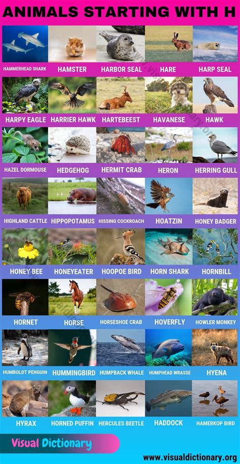 Animals that start with h 40 intriguing animals starting with h visual ...