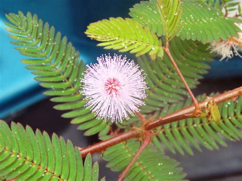 Mimosa Pudica Flower Canada | Best Flower Site
