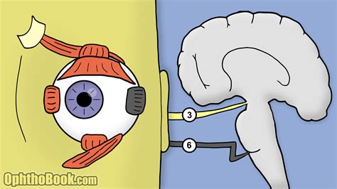 Cranial Nerve Palsies (Video) - TimRoot.com