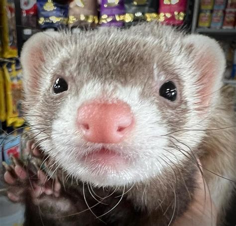 Brookdale Animal Hospital | Discover Our Care