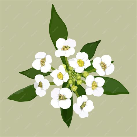 Premium Vector | White flower floral nature vector pattern leaf ...