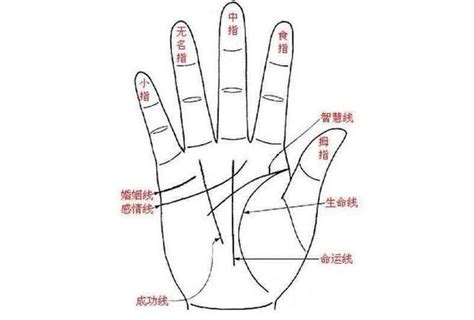 手.掌纹和指纹-人体图谱-医学
