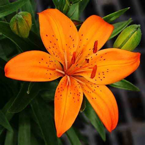 Tiger Lily Flower Colors at Dean Crenshaw blog