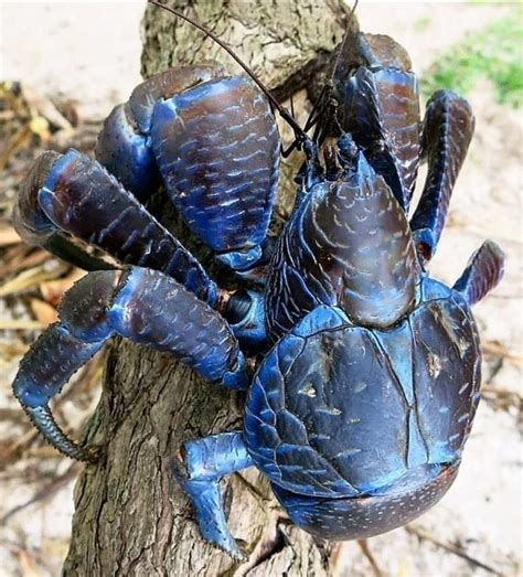 🔥 coconut crab 🔥 : NatureIsFuckingLit