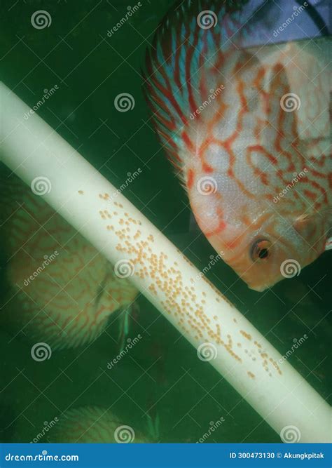Discus Fish Laying Eggs at Jeffery Thompson blog
