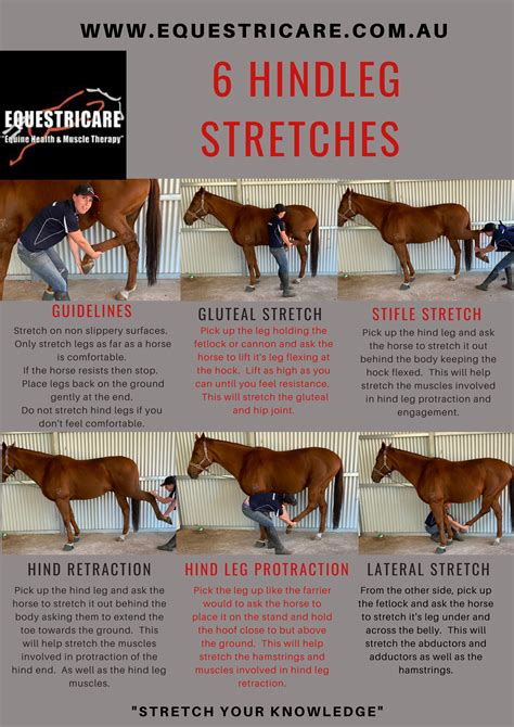 6 hind leg stretches | Horses, Horse exercises, Healthy horses