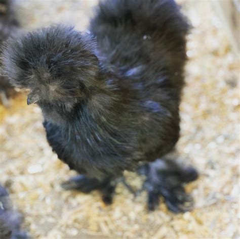 Blue Partridge Silkie Chicken