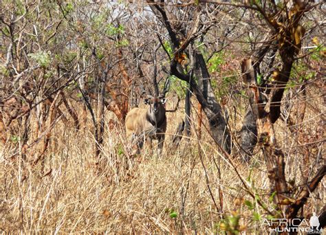 48 inch class Lord Derby Eland | AfricaHunting.com