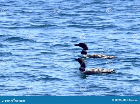 Common Loon Couple, Side by Side Stock Photo - Image of water, loons: 123254446