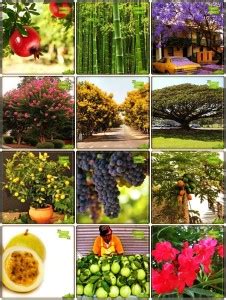 OhhSome Seeds India Combo Fruit & Fruit : Lemon Fruit, Grape, Papaya ...