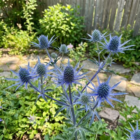 Buy Blue Eryngo Sea Holly Seeds for Planting | Unique Drought-Tolerant ...