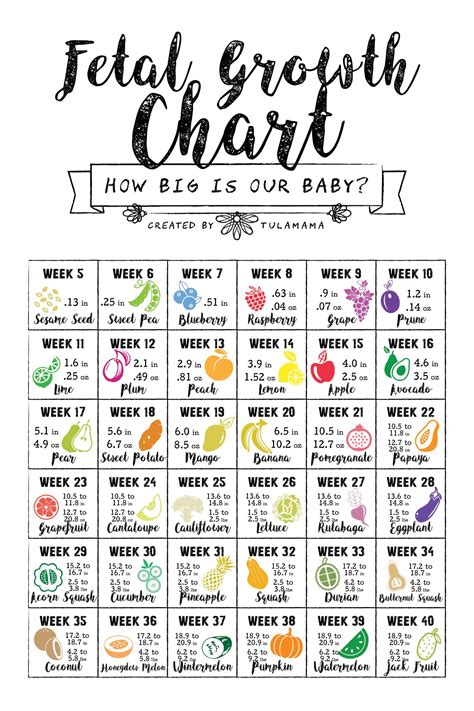 How big is my baby using a fetal growth chart to track your baby size by week – Artofit
