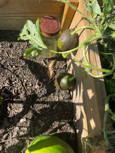 Weird looking Black Diamond watermelons : r/gardening